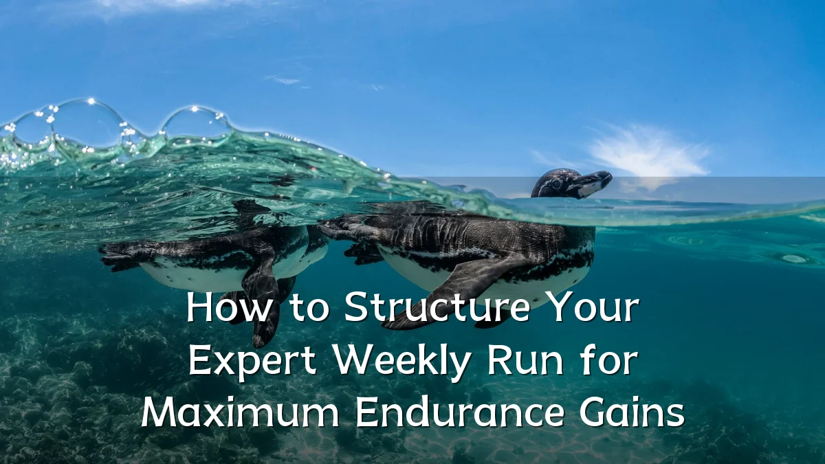 How to Structure Your Expert Weekly Run for Maximum Endurance Gains