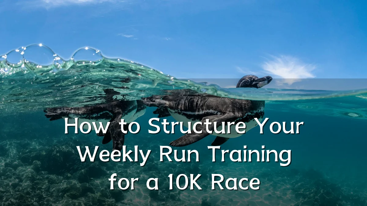 How to Structure Your Weekly Run Training for a 10K Race