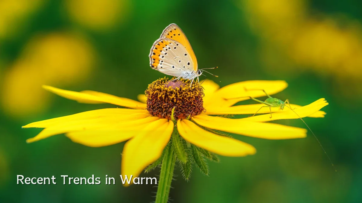 Recent Trends in Warm