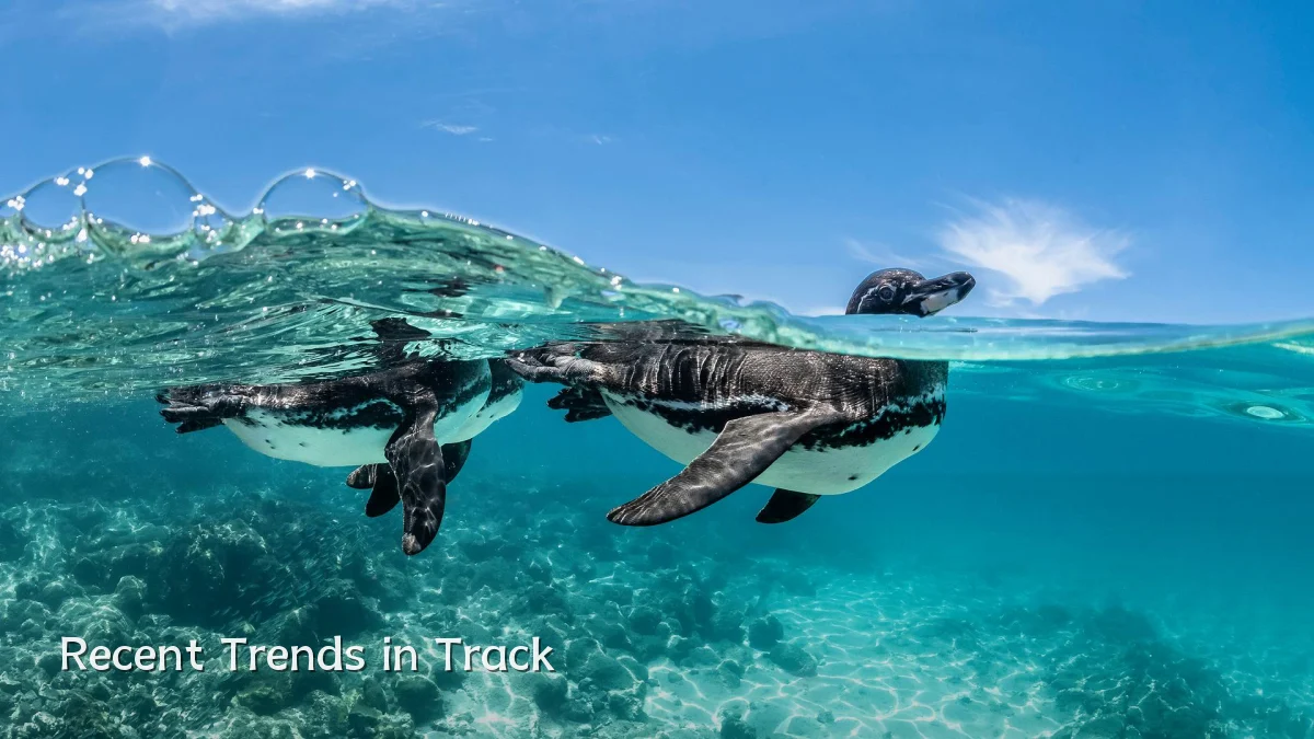 Recent Trends in Track